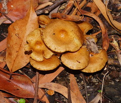 Pholiota squarrosipes
