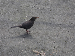 Turdus merula