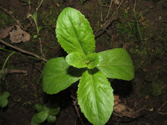 Hylotelephium maximum maximum