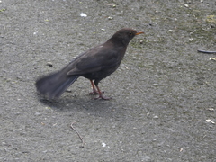 Turdus merula