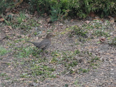 Turdus merula