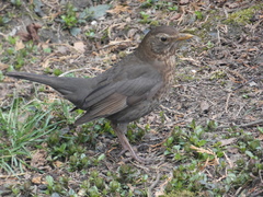 Turdus merula