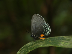 Eumaeus toxana