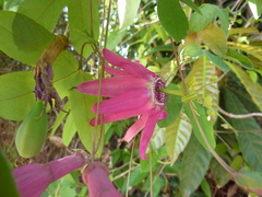 Passiflora tarapotina
