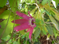 Passiflora tarapotina