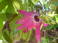 Passiflora tarapotina