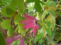 Passiflora tarapotina