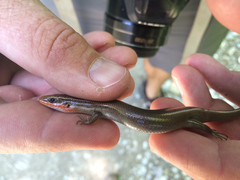 Plestiodon tetragrammus