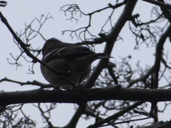 Fringilla coelebs
