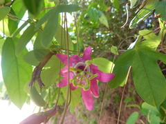 Passiflora tarapotina