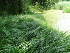 Carex buekii