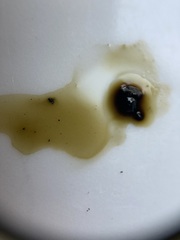 Hypoxylon fuscopurpureum