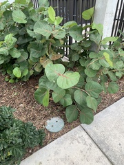 Coccoloba uvifera