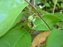 Passiflora coriacea