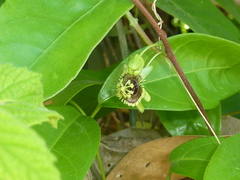 Passiflora coriacea