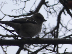 Fringilla coelebs
