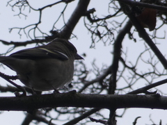 Fringilla coelebs