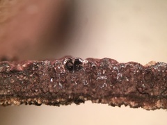 Hypoxylon fuscopurpureum