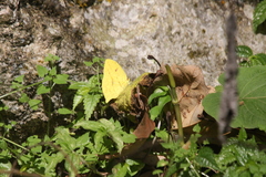 Phoebis neocypris virgo