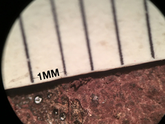 Hypoxylon fuscopurpureum