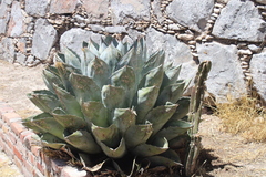 Agave parrasana
