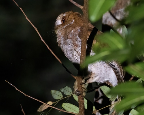 Puerto Rican Owl (Gymnasio nudipes), photo 2