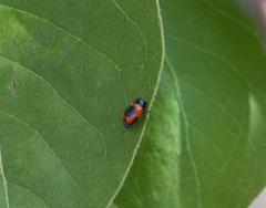 Cryptocephalus notatus
