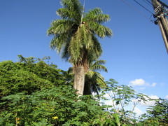 Acrocomia intumescens