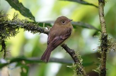 Myiophobus phoenicomitra