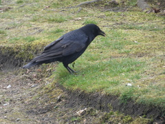 Corvus corone