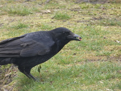 Corvus corone