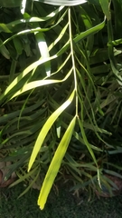 Zamia erosa