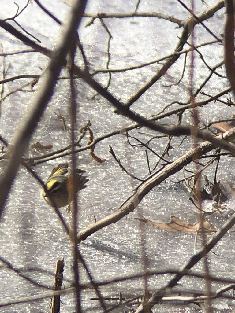 Goldencrowned Kinglet from Cedarwood, Waltham, MA, US on January 26