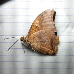 Charaxes psaphon imna