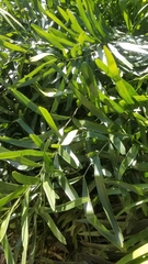 Zamia erosa