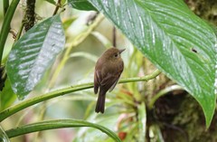 Myiophobus phoenicomitra