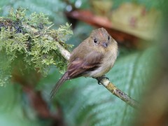 Myiophobus phoenicomitra