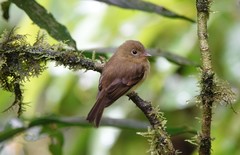 Myiophobus phoenicomitra