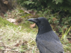 Corvus corone