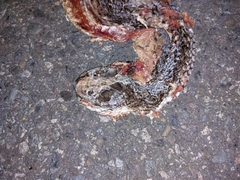 Coluber mentovarius