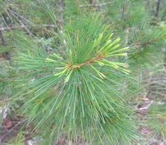 Pinus chiapensis
