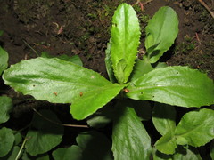 Hylotelephium maximum maximum