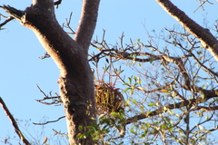Tillandsia roland-gosselinii