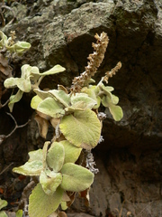 Sideritis cretica subsp. spicata image