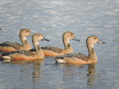 Dendrocygna javanica