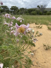 Clematis villosa stanleyi