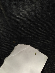 Aphididae