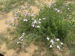 Clematis villosa stanleyi