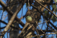 Polyclathra cucumerina