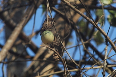 Polyclathra cucumerina